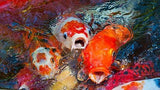 Hungry Koi Extra Large Solar Pond Automatic Feeder Carp, Catfish