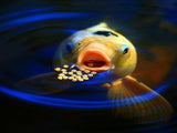 Hungry Koi Extra Large Solar Pond Automatic Feeder Carp, Catfish